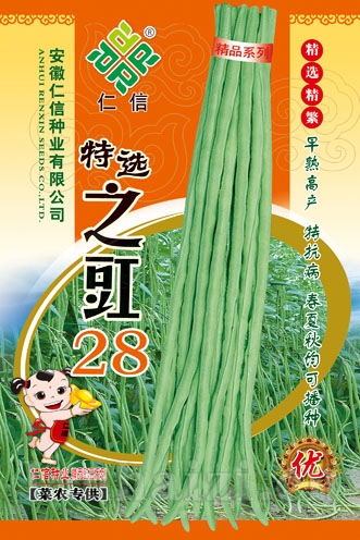 供应特选之豇28—豇豆种子