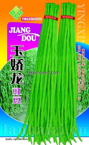 供应玉娇龙豇豆—豇豆种子