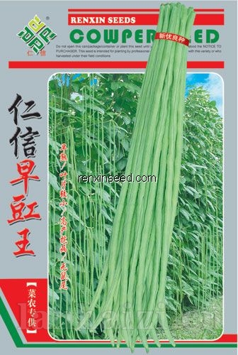 供应仁信早豇王—豇豆种子