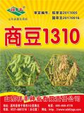 优质大豆种子