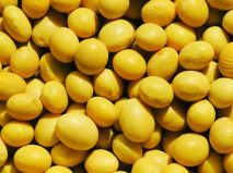 嘉豆43大豆种子