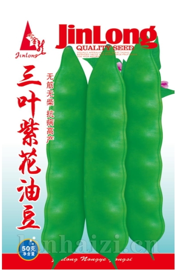 三叶紫花大油豆