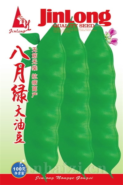 八月绿大油豆