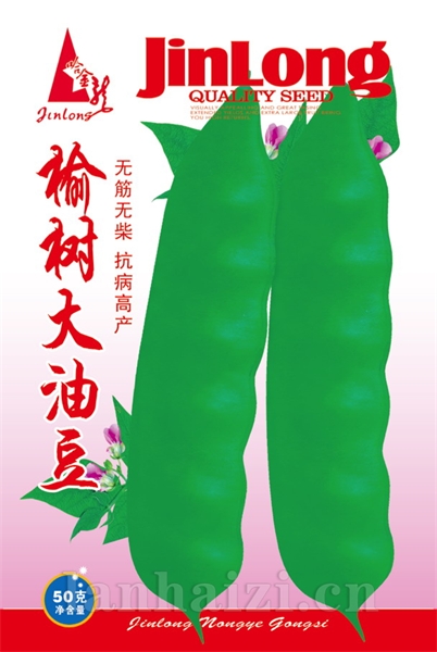 榆树大油豆
