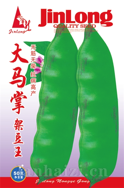 大马掌架豆王