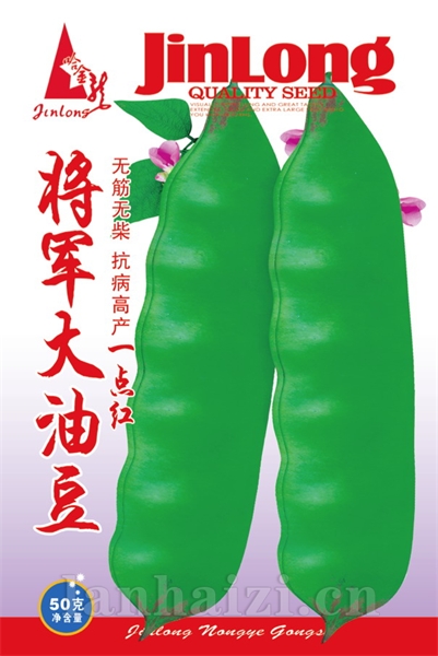 将军大油豆