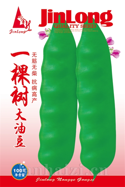 一棵树大油豆