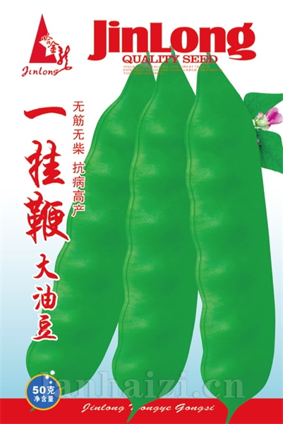 一挂鞭大油豆