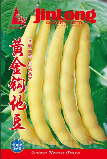 黄金钩地豆
