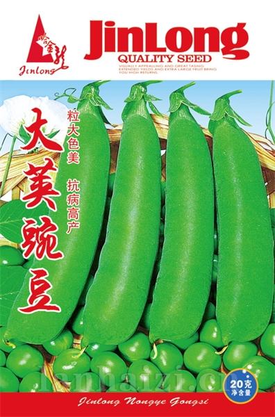大荚豌豆