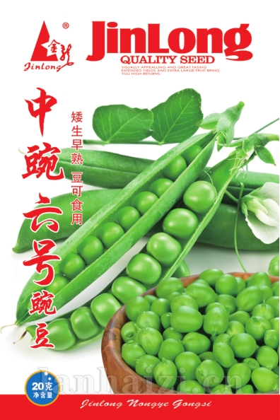 中豌六号豌豆