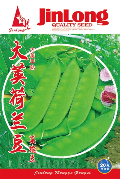 大荚荷兰豆
