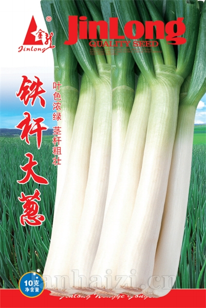 铁杆大葱