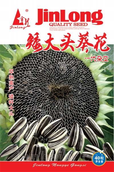 矮大头