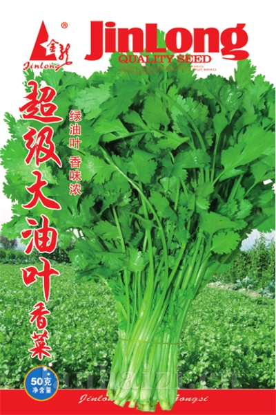 超级大油叶香菜