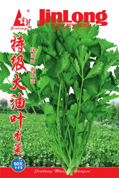 特级大油叶香菜