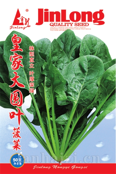 皇家大圆叶菠菜