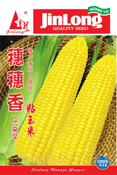 穗穗香粘玉米