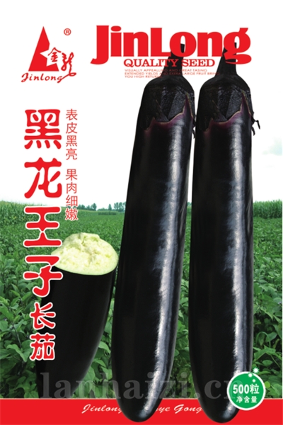 新世纪长茄