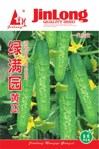 黑龙王子长茄