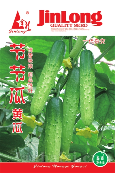 绿满园黄瓜