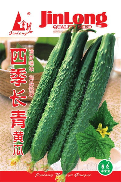 摘不完黄瓜