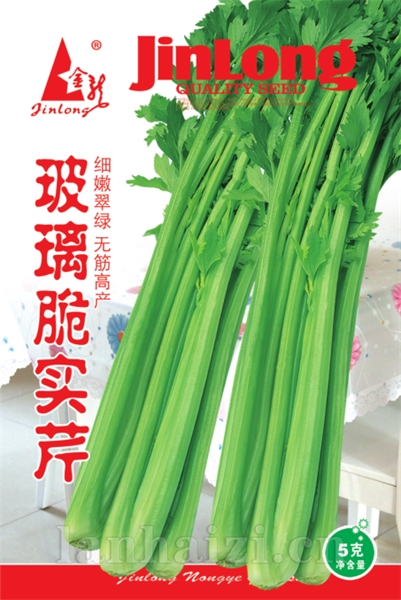 玻璃脆实芹