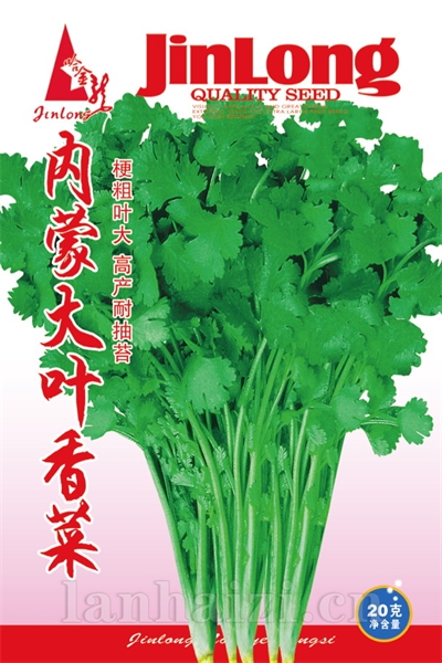 割茬茴香