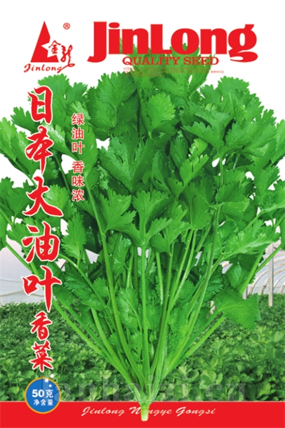 大叶空心菜