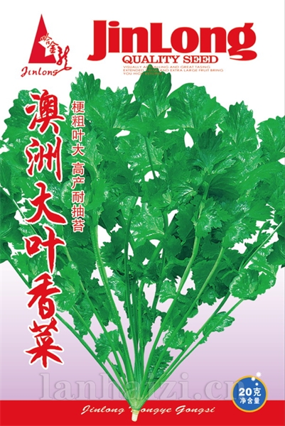 大叶木耳菜