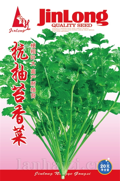 小叶茼蒿