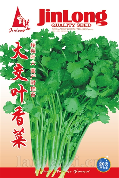 光杆茼蒿