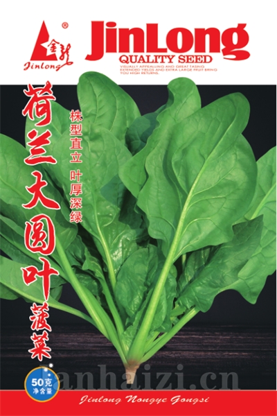 杂交小白菜