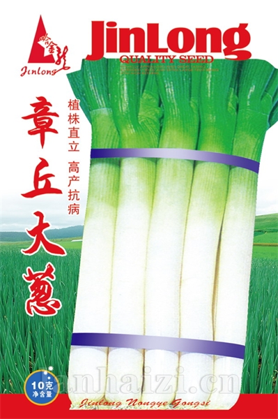 章丘大葱