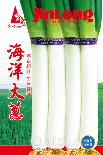 海洋大葱