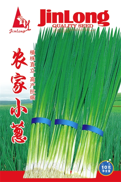 农家小葱
