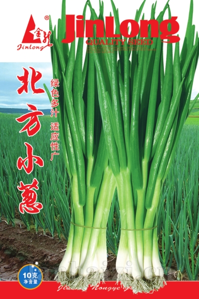 北方小葱