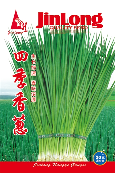 四季香葱