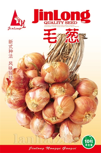 毛葱