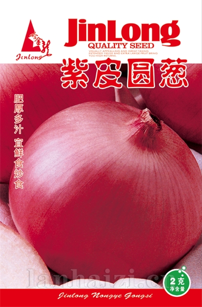  紫皮圆葱