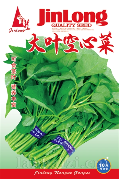 大叶空心菜
