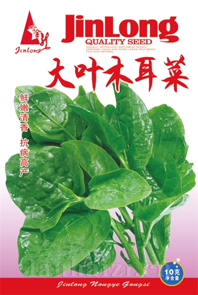 大叶木耳菜