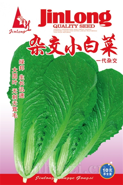 杂交小白菜