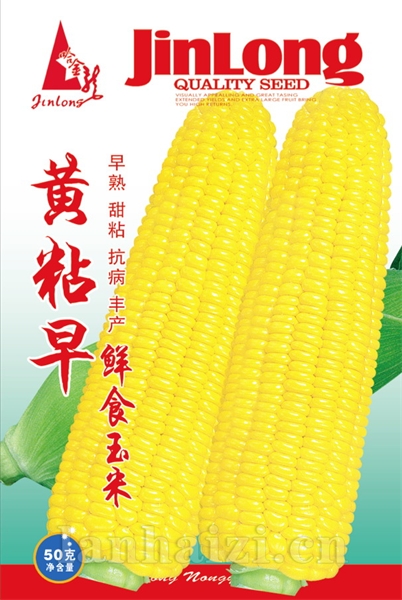 黄粘早玉米