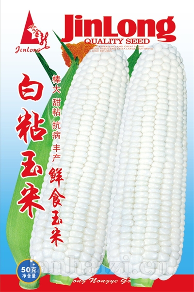 白粘玉米