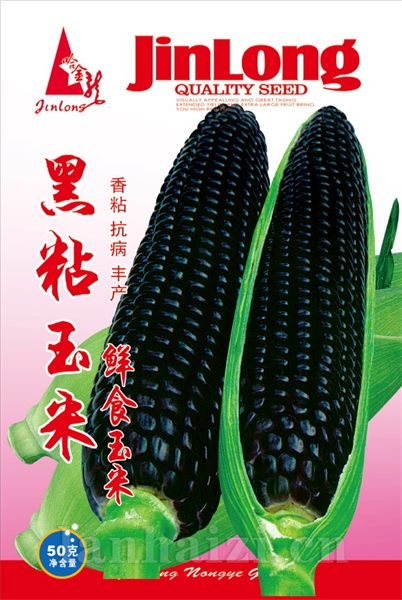 黑粘玉米