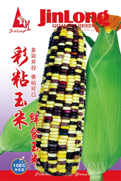 彩粘玉米