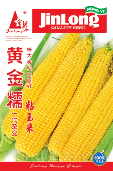 黄金糯粘玉米