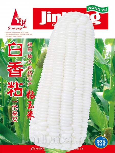 超霸黄粘