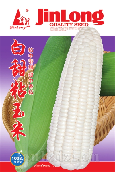 白甜粘玉米